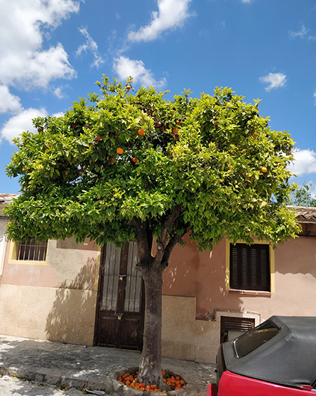 Orange tree